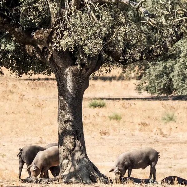 prestashop jamon mil bellotas