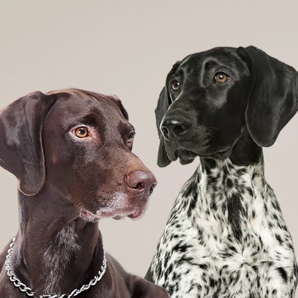 diseño web maxxidog en wordpress